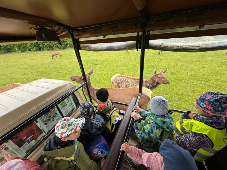 Safari