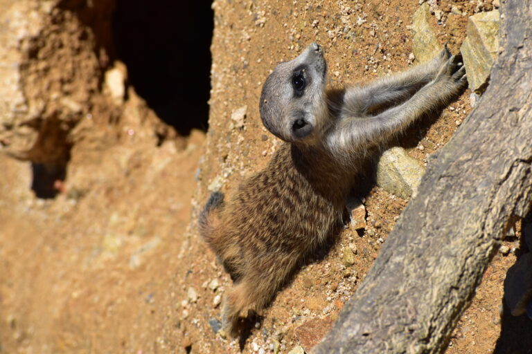 Zoo Hluboká